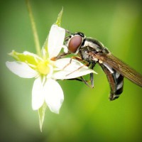 /album/molafate/photolia-a02-jpg/
