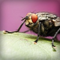 /album/molafate/photolia-a08-jpg/